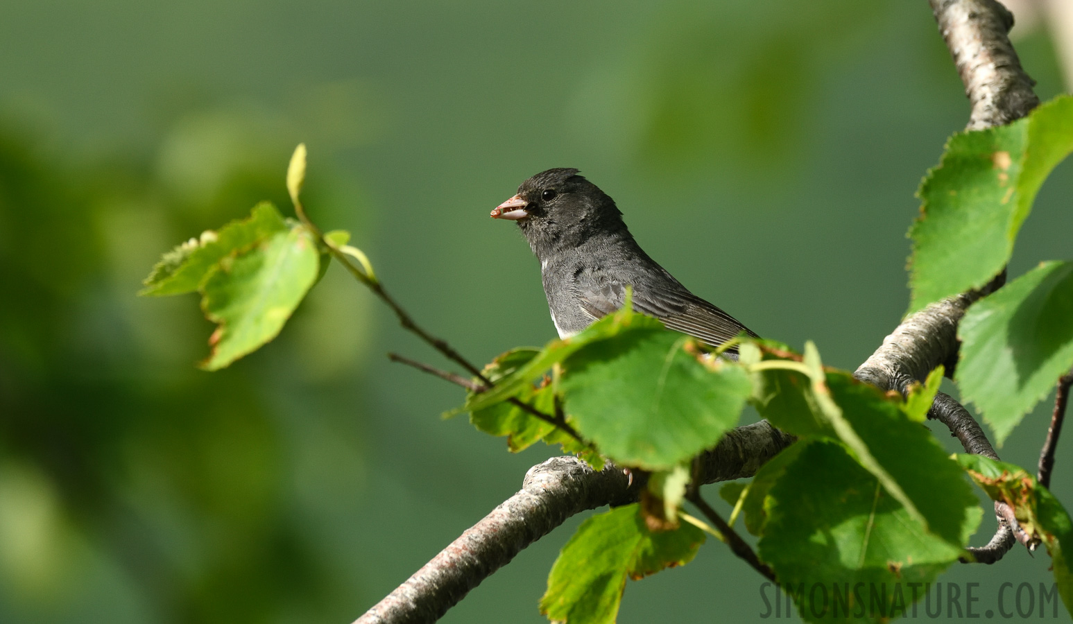 Junco hyemalis hyemalis [400 mm, 1/640 sec at f / 8.0, ISO 1000]